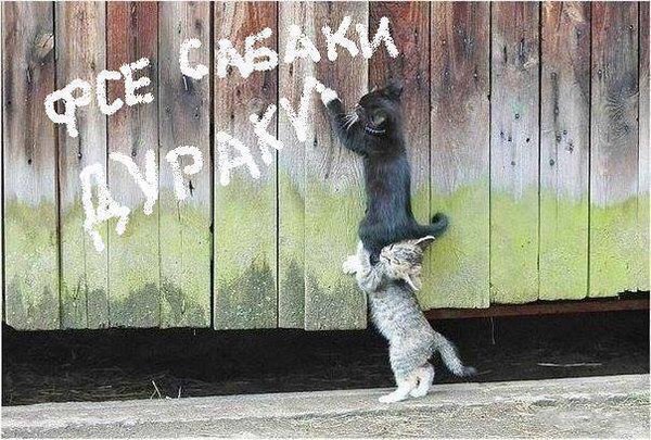 Котовторник  14.02.2017