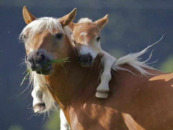 Самые смешные животные