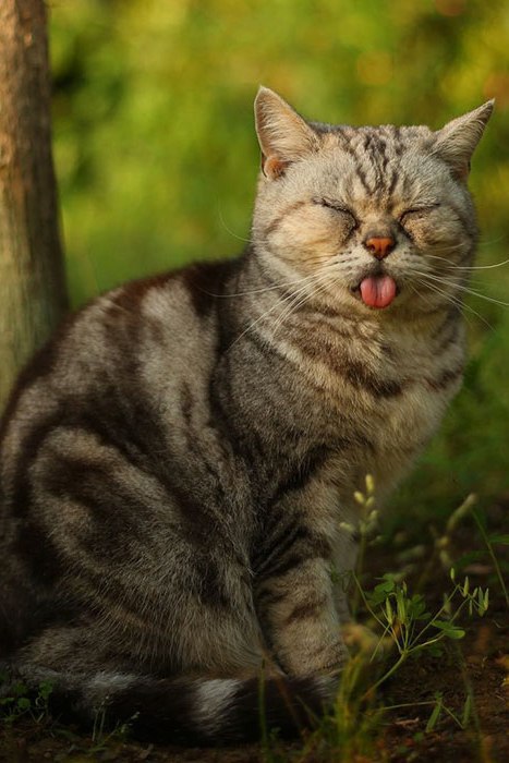 Коты и Кошки