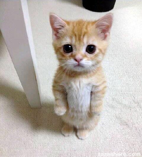 Коты и Кошки