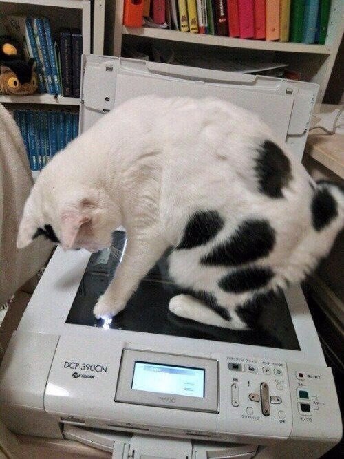 Коты и Кошки