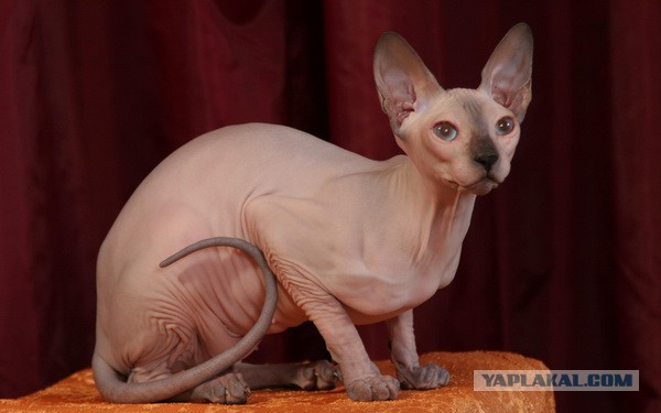 Кошка хрюкает