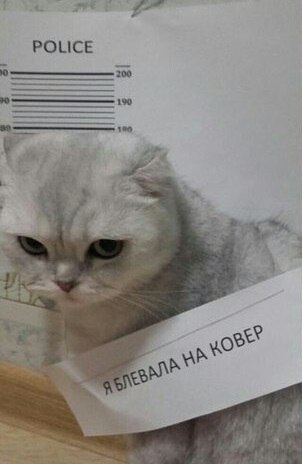 Фотобомбы котов