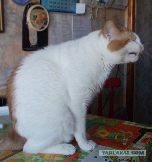 Котовторник 27.03.2018