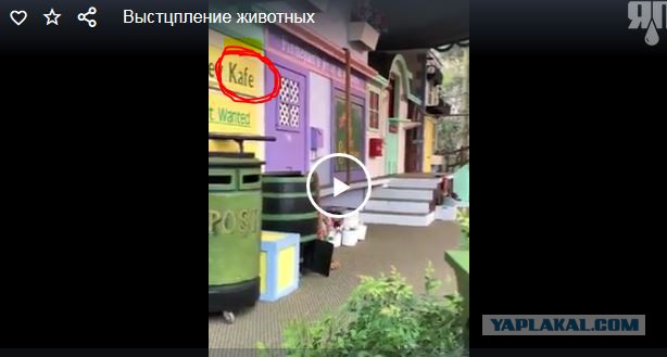 Сколько лет ушло на дрессировку?