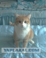 Котовторник на ЯПлакалъ