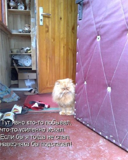 Устами котов