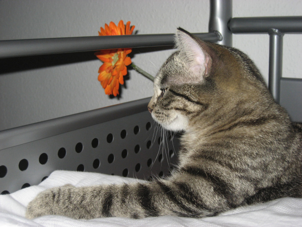 Котовторник, Весна, Цветы!