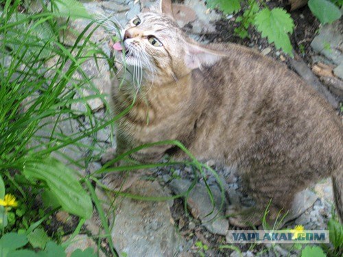 Кошачий язык