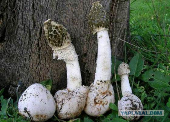 Мифы и факты о грибах в разгар сезона