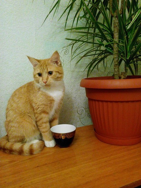 Котовторник 11.09.18.