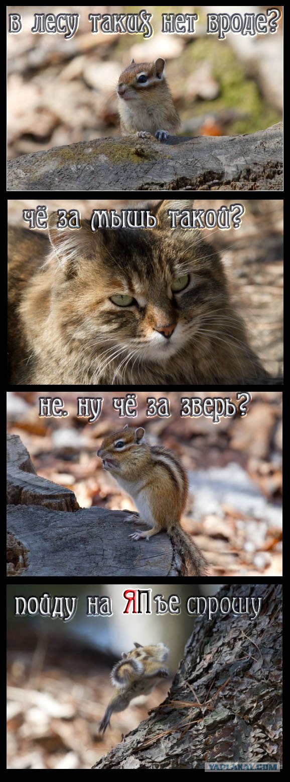 Бурундучья история