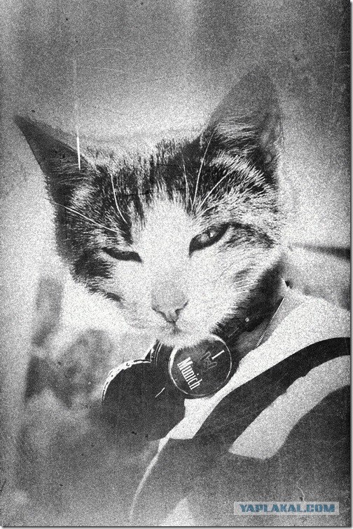 Супер-котофото на котовторник