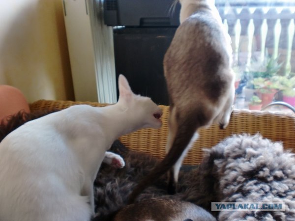 Котовторник! 08.11.11
