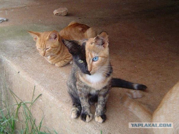 Котовторник  28.08.12