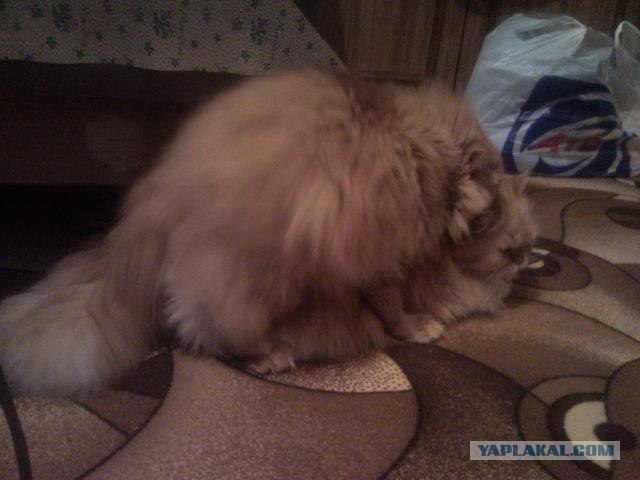 Котовторник 11.09.2012