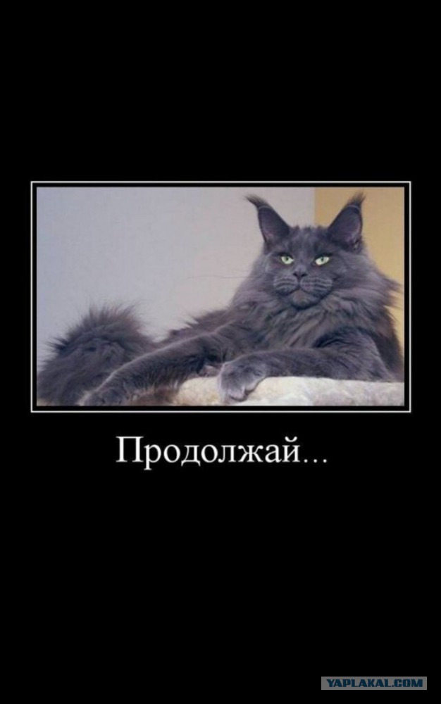 Картинки с надписями и коты, много котов