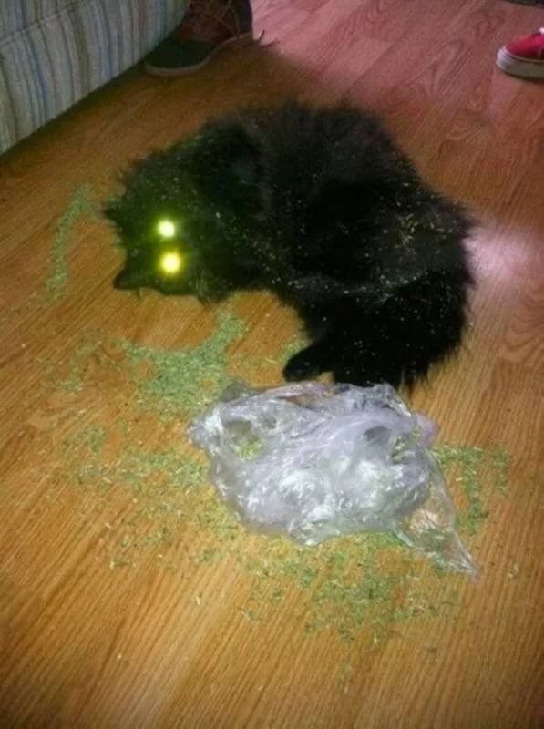 Кот наркоман - горе в семье.