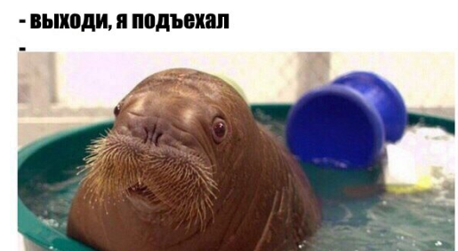 Юмор в картинках 7.11.20