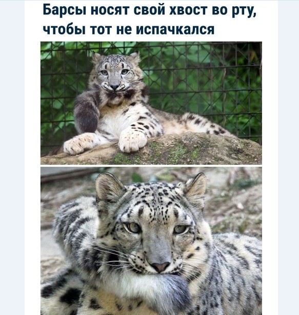 Картинки и мемы для настроения 004
