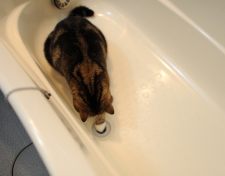Неудача кота Мару