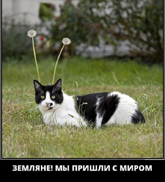 Картинки и мемы для настроения. Выходные близко...