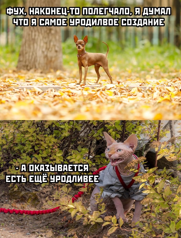 Картинки и мемы для настроения - 21