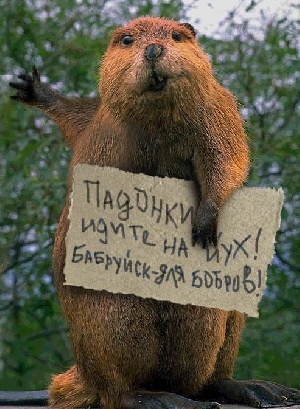 Попытка сфотографироваться с бобром