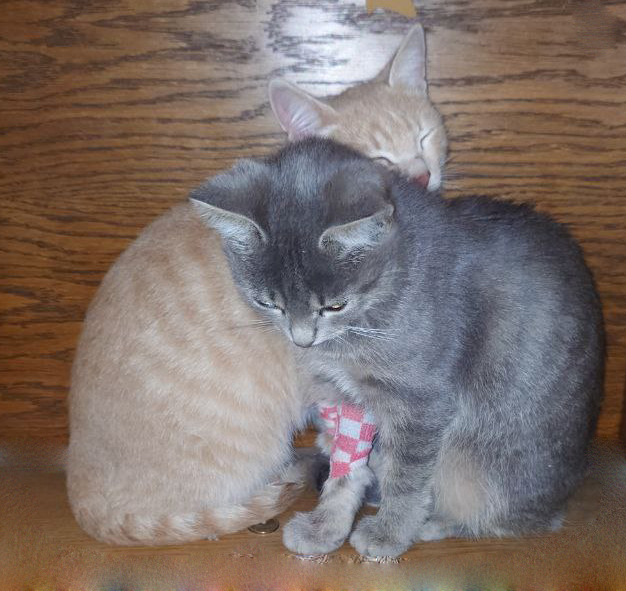 Слонотяп-2. Читайте, голосуйте