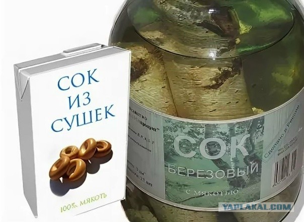 Так делают берёзовый сок