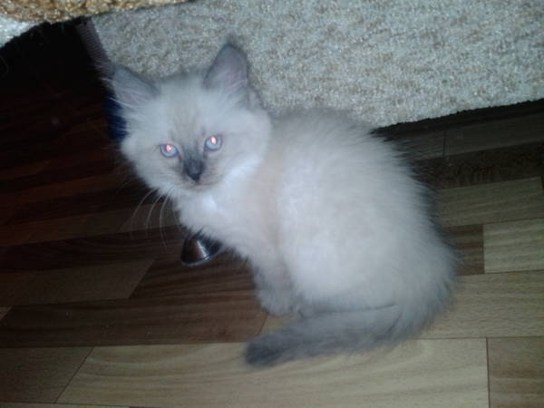 Котовторник 4.02.2014