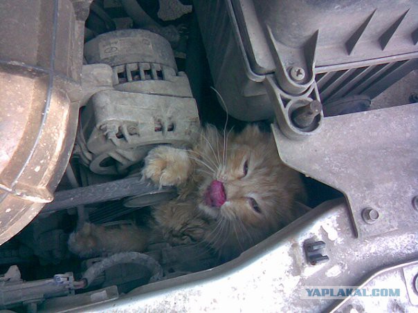 Подкапотный котяка