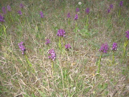 Арабатская стрелка
