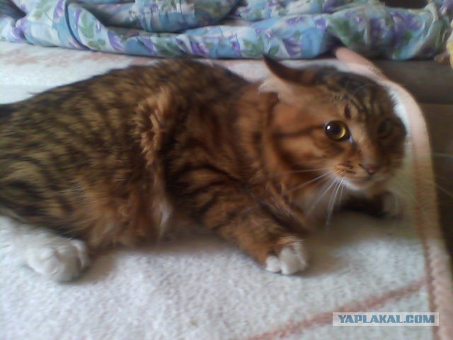 Котовторник 10.06.2014