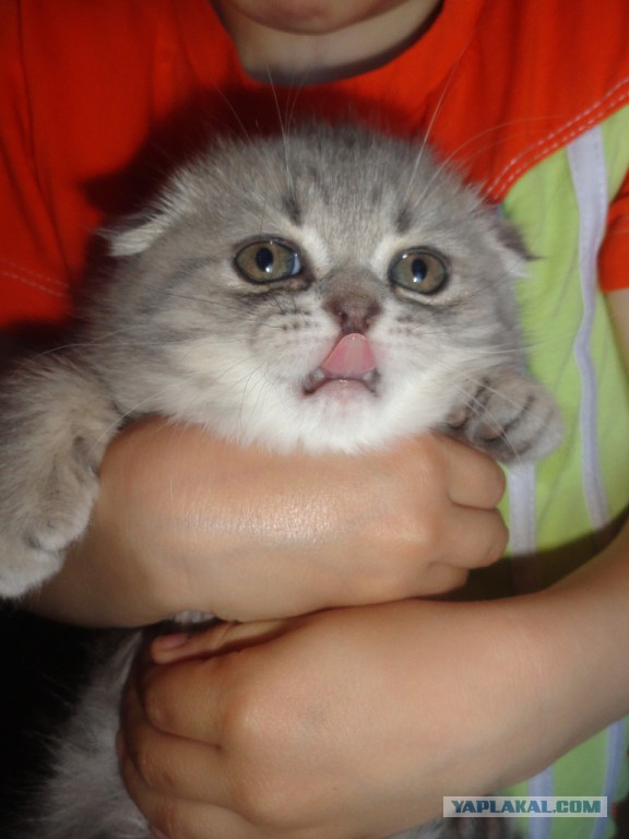 Котовторник 17.06.2014