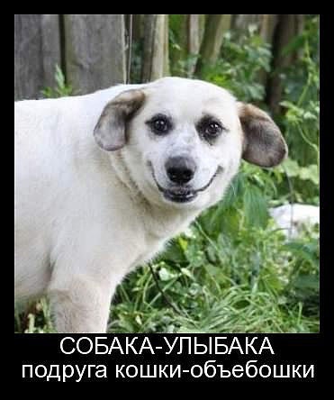 Новые "комментарии из соцсетей"