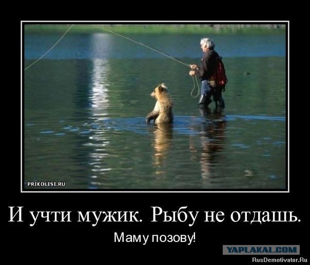 Выгуляй своего медведя, выгуляй скорее!