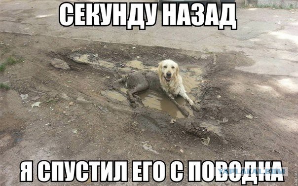 Подборка веселых картинок