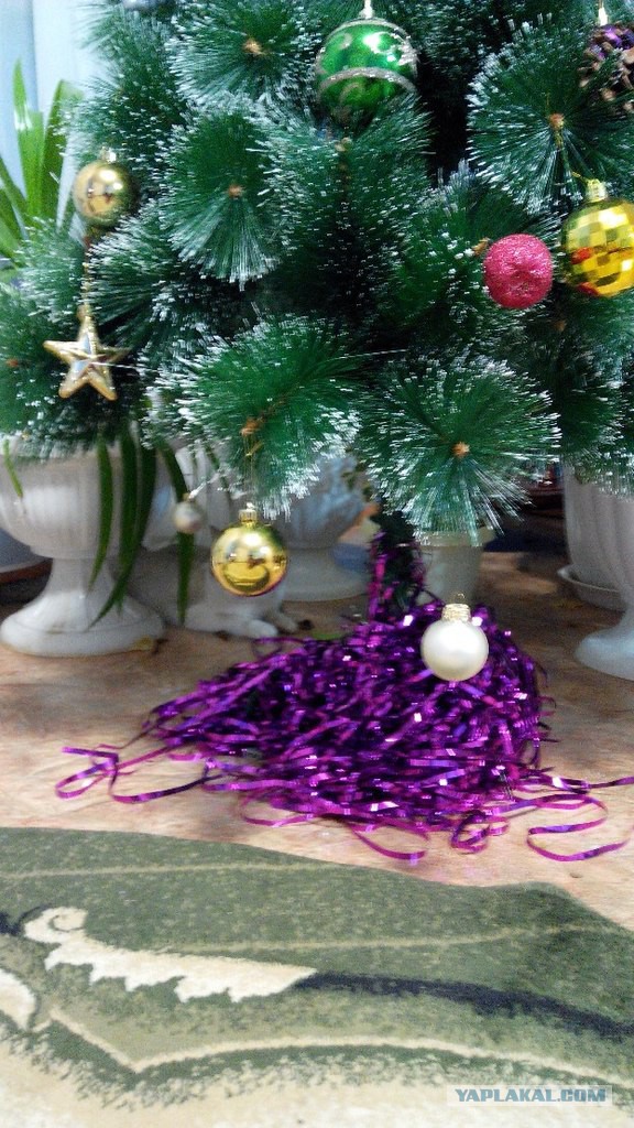 Котовторник 23.12.2014