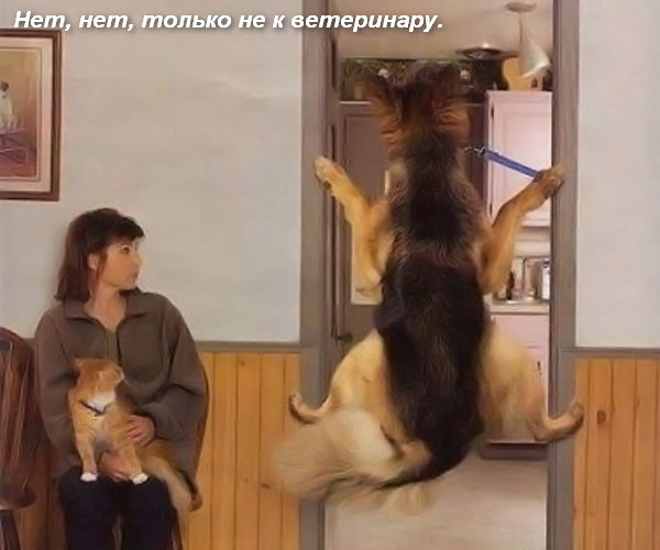 Забавные картинки из Сети