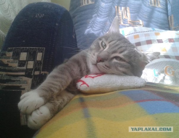 Котовторник  21.07.2015