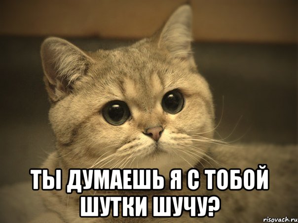 Кот напал на голубя