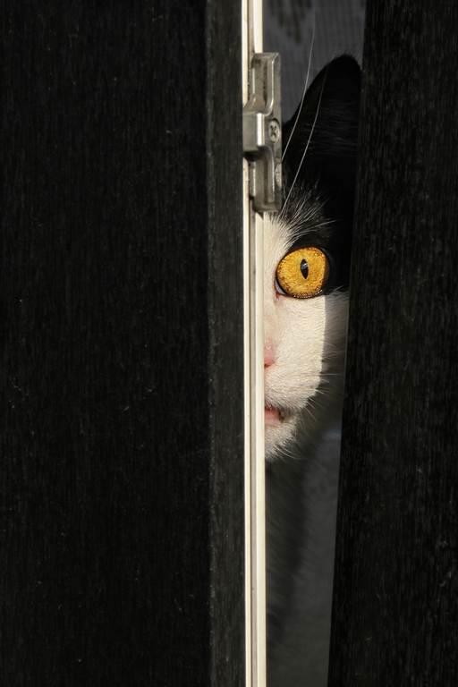 Котовторник наступил!:)