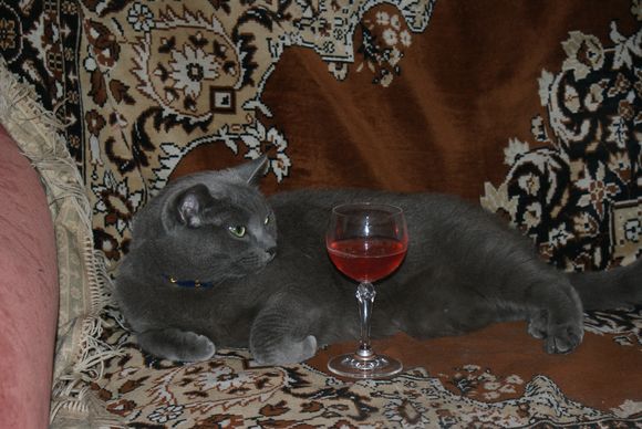 Привет кошатникам!