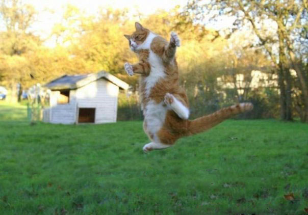 Давай еще, хозяин!