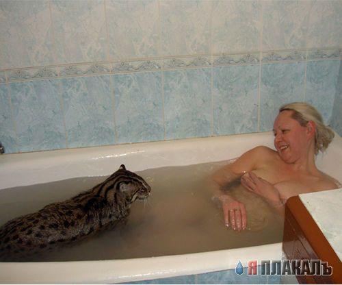 Кошки и Собаки - большая подборка