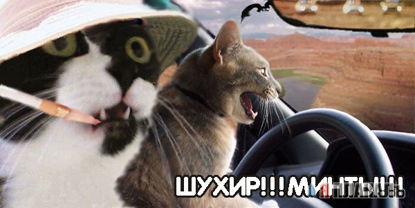 Коты, кошки, котята