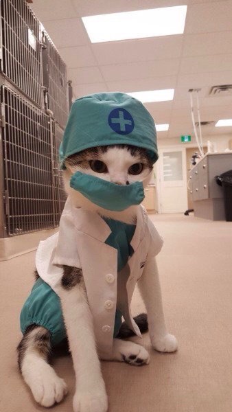 Котики на выходные