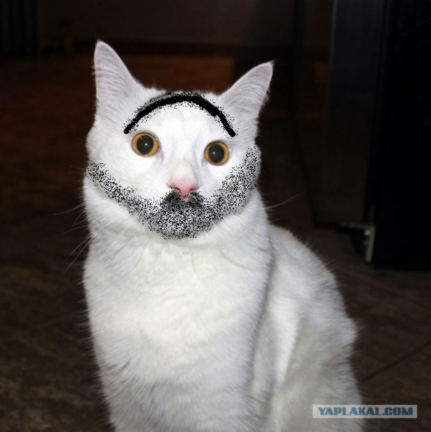 Удивленный Сэм - новый кошачий мем