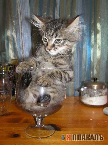 Вторничный котомёт